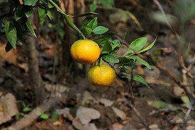 ��ɫ������