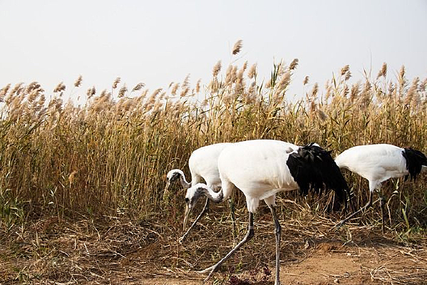 ��̬����