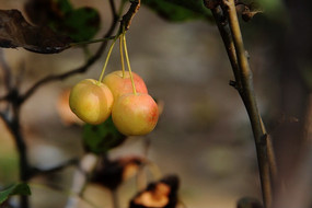 ��ɫ��Сƻ��