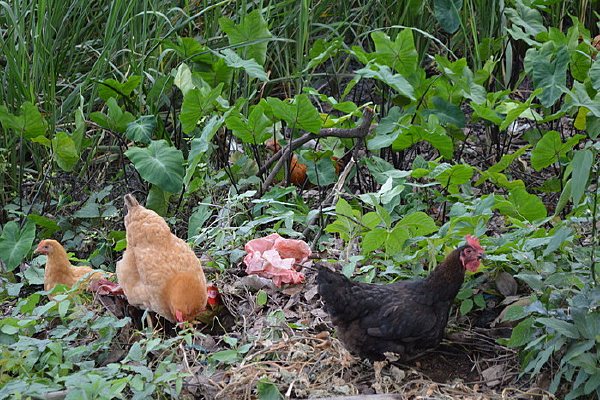 ɽ��ɢ����