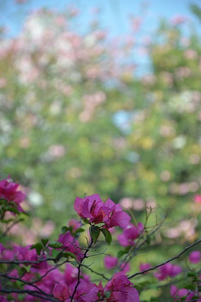 ���ŵĻ���