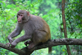 ��֦�ϵĺ���