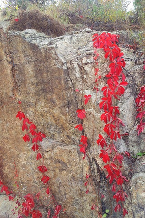 ��ʯ�ϵıڻ�