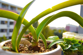 �춥��Ҷ��