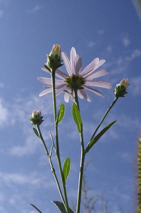 ������ջ�