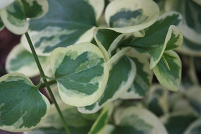 �ױ���Ҷֲ��