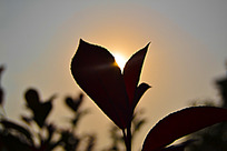 ������Ҷ