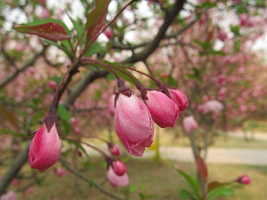 ����Ĵ�˿����