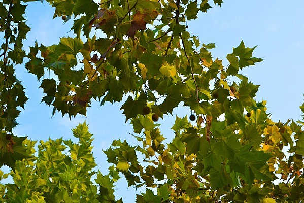 ������ͩ��Ҷ