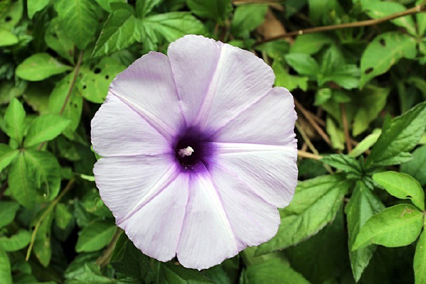 ֲ��԰����ɫ��