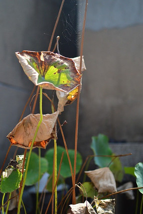 ��ɫ��ή��Ҷ