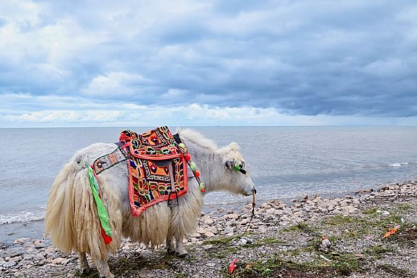 ��ԭ����ţ