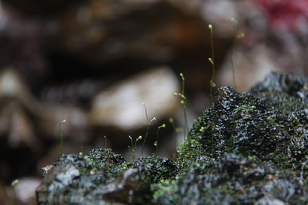 ��ɫ������