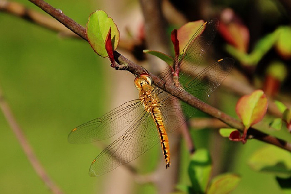 ��ɫС����