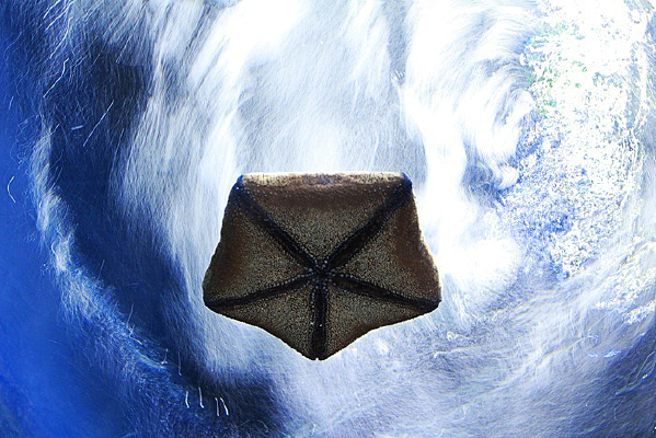 ��ۺ����