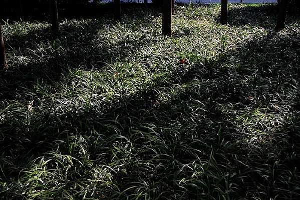 �����µĲݵ�