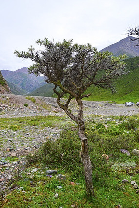 一棵低矮的小树