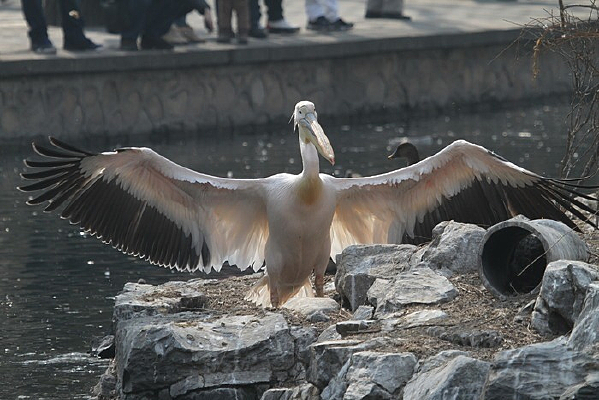 ����չ��