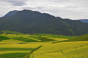 ɽ�»�ɫ����