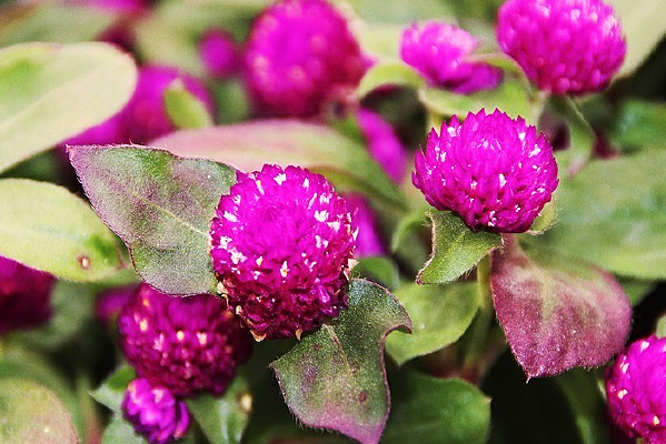 ����С��