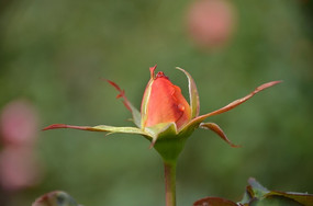 �ٺ�ɫ���º�