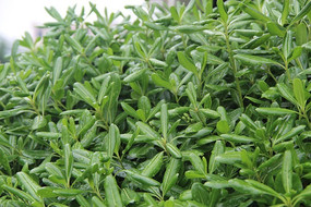 ��Ҷ��ˮ��