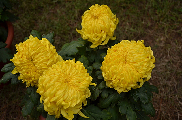 �Ķ��ɫ�ջ�