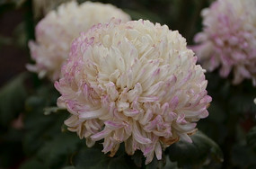 ����Ů��