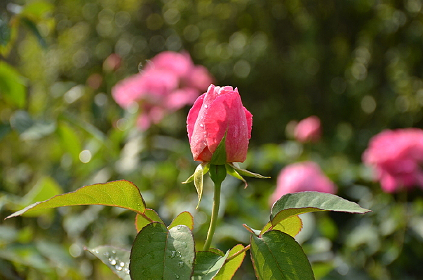 ��ɫ���Ƕ�