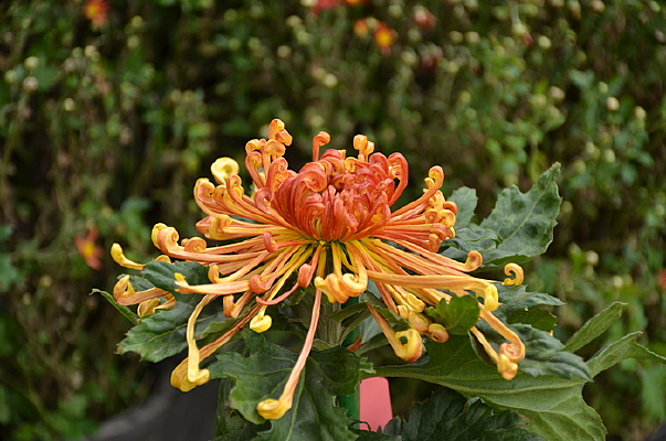 �ٻ�ɫ�ľջ�