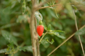 ��ѿ����