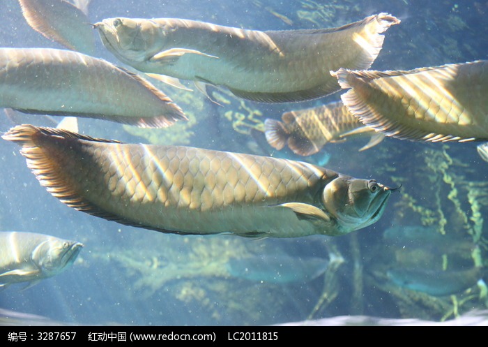 銀龍魚