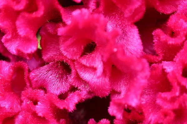 ���ڻ�ֲ�ﻨ��