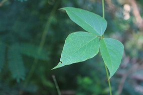 ��ƬҶ��ֲ��