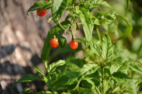 һ�ֺ�ɫ�Ĺ���