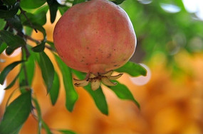 ���Ͻ�ʯ��