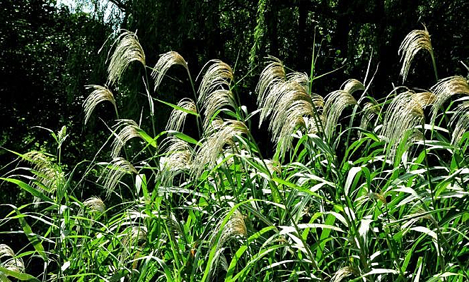 ������«έ