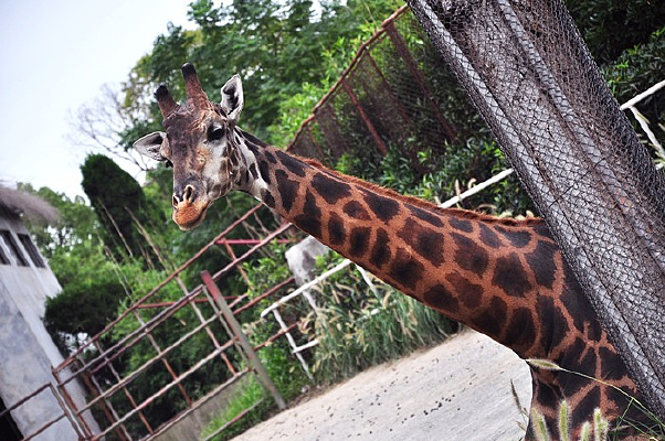 ����¹ͷ��