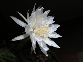 ������Ļ�