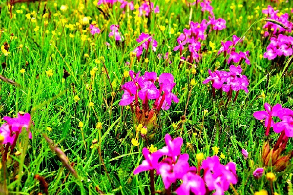 ��ԭ�ϵ�С�컨