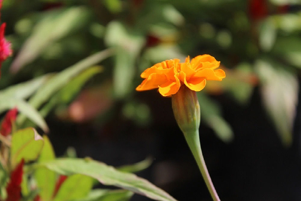 ����Ұ�ջ�