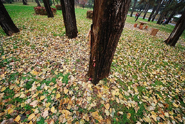 ������ɫ