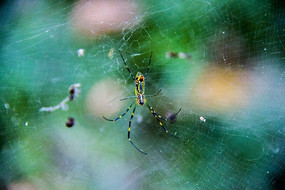 ��ɫ��֩��