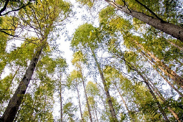 ���������ԭʼɭ��