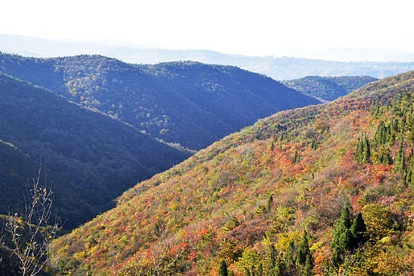 ��Ҷ����