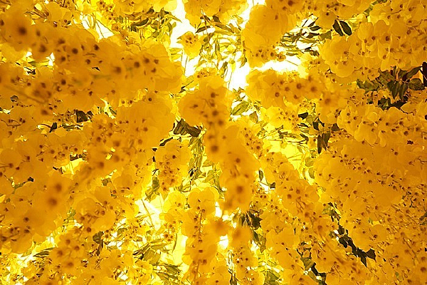 ���ǻ���