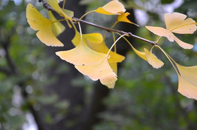 ����Ԫ��