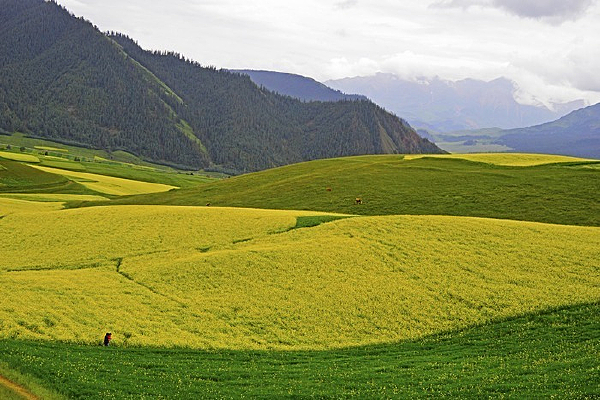 �������Ұ