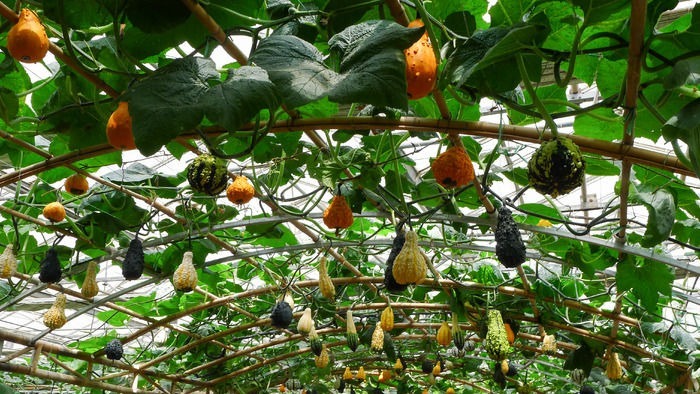 �����Ϲϵ���ֲ