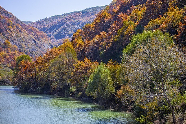 ������Ҷ